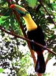 tucan